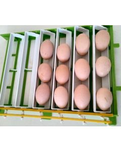 oeufs à couver de Wyandotte argentée à liseré noir GR