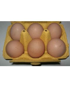 oeufs à couver Orpington Fauve à Liseré GR