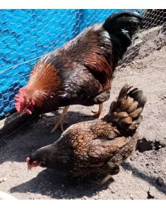 Oeufs à couver de Barnevelder acajou à double liseré noir GR