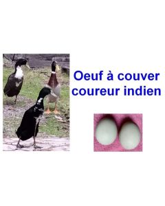 oeufs à couver de cane coureur indien