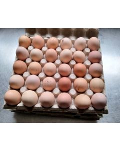 Oeufs à couver coucou de Malines GR