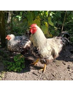 oeufs à couver de Wyandotte argentée à liseré noir GR