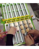 Couvaison d'un oeuf de poule